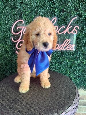F1B Mini Goldendoodle Male “Arlo-Old Yeller”, 25-35 lbs, $150/month (PayPal Pay Later)