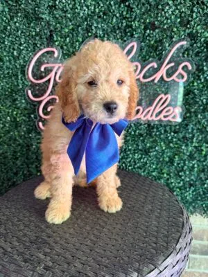 F1B Mini Goldendoodle Male “Arlo-Old Yeller”, 25-35 lbs, $150/month (PayPal Pay Later)