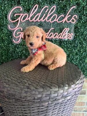 F1B Standard Goldendoodle Male Puppy “Beethoven” 55-65 lbs, DOB 9/22, Ready 11/17, $150/month (PayPal Pay Later)