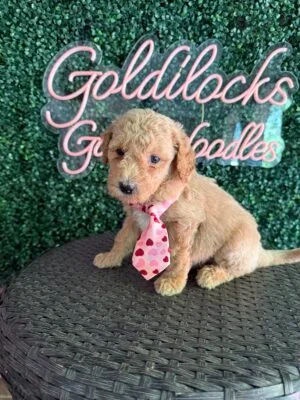 F1B Standard Goldendoodle Male Puppy “Jimmy Chew” 55-65 lbs, DOB 9/22, Ready 11/17, $150/month (PayPal Pay Later)