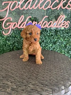 F1B Micro Goldendoodle Female Puppy “Purple P” 15-25 lbs, DOB 10/1, Ready 11/26, $150/month (PayPal Pay Later)