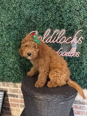 F1B Mini/Med Goldendoodle Female “Tillie”, 30-40 lbs, DOB 9/2/25, $150/month (PayPal Pay Later)
