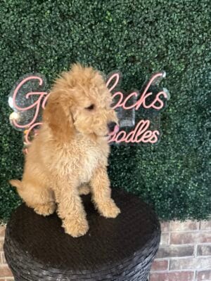 F1B Mini/Med Goldendoodle Male “Old Yeller”, 30-40 lbs, DOB 9/2/25, $150/month (PayPal Pay Later)