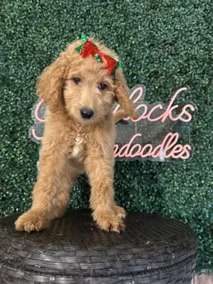 F1B Standard Goldendoodle Female Puppy “Sarah Beth” 55-65 lbs, DOB 9/22, Ready 11/17, $150/month (PayPal Pay Later)