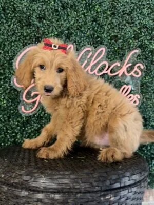 F1B Standard Goldendoodle Female Puppy “Chiquita” 55-65 lbs, DOB 9/22, Ready 11/17, $150/month (PayPal Pay Later)
