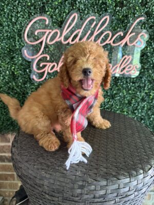 F1B Mini Goldendoodle Puppy “Chadwick”, 25-35 lbs Male Pups, Born on 9/2/25