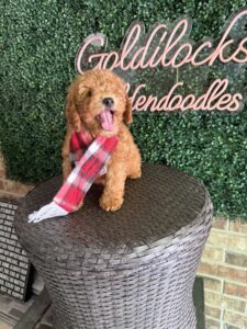 F1B Mini Goldendoodle Puppy “Chadwick”, 25-35 lbs Male Pups 2