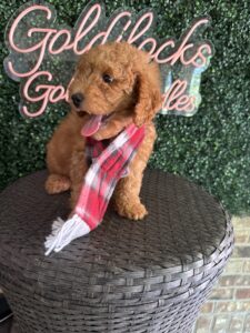 F1B Mini Goldendoodle Puppy “Chadwick”, 25-35 lbs Male Pups 3