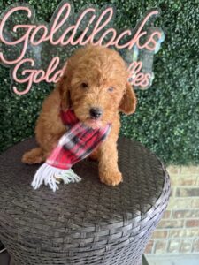F1B Mini Goldendoodle Puppy “Chadwick”, 25-35 lbs Male Pups 4