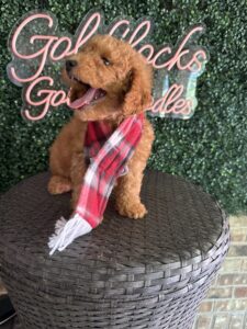 F1B Mini Goldendoodle Puppy “Chadwick”, 25-35 lbs Male Pups 5
