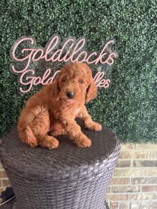 F1B Mini/Med Goldendoodle Puppy “Minnie Mouse”, 30-40 lbs 2