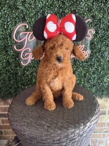 F1B Mini/Med Goldendoodle Puppy “Minnie Mouse”, 30-40 lbs 3