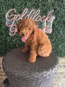 F1B Mini/Med Goldendoodle Puppy “Minnie Mouse”, 30-40 lbs 4