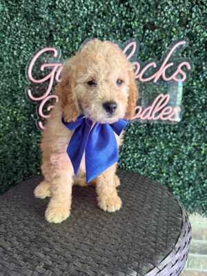 F1B Mini/Med Goldendoodle Puppy “Old Yeller” 30-40 lbs male pups, Born on 9/2/25