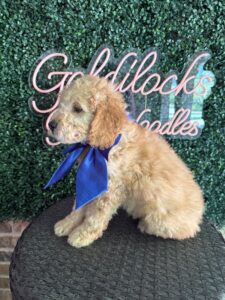 F1B Mini/Med Goldendoodle Puppy “Old Yeller” 30-40 lbs 2