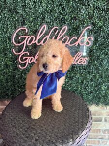 F1B Mini/Med Goldendoodle Puppy “Old Yeller” 30-40 lbs 3