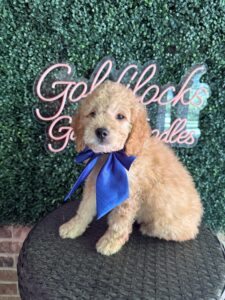 F1B Mini/Med Goldendoodle Puppy “Old Yeller” 30-40 lbs 4