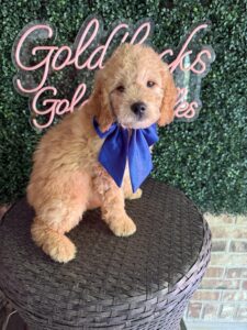 F1B Mini/Med Goldendoodle Puppy “Old Yeller” 30-40 lbs 5