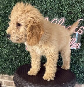 F1B Mini/Med Goldendoodle Puppy “Old Yeller” 30-40 lbs 7