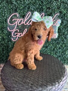 F1B Mini/Med Goldendoodle “Tillie”, 30-40 lbs Female Pups, DOB 9/2/25
