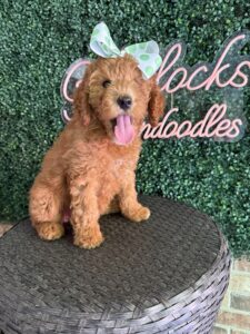 F1B Mini/Med Goldendoodle “Tillie”, 30-40 lbs Female Pups 2