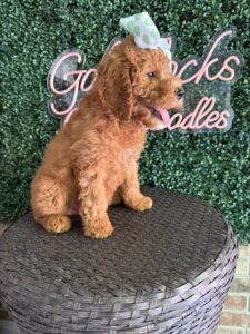 F1B Mini/Med Goldendoodle “Tillie”, 30-40 lbs Female Pups 3