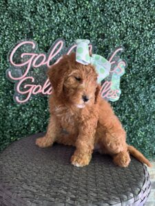 F1B Mini/Med Goldendoodle “Tillie”, 30-40 lbs Female Pups 4