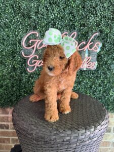 F1B Mini/Med Goldendoodle “Tillie”, 30-40 lbs Female Pups 5