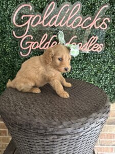 F1B Standard Goldendoodle Puppy “Chiquita” 55-65 lbs Female Pups 2