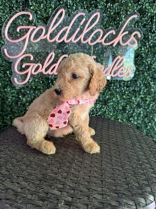 F1B Standard Goldendoodle Puppy “Jimmy Chew” 55-65 lbs Male 3
