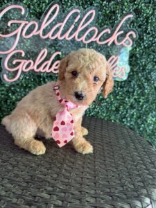 F1B Standard Goldendoodle Puppy “Jimmy Chew” 55-65 lbs Male 2