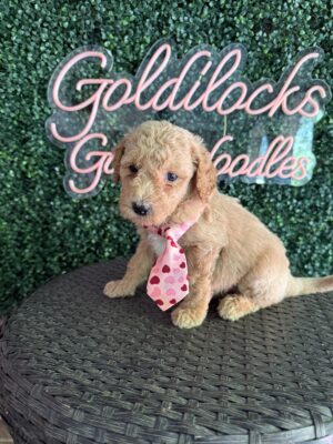 F1B Standard Goldendoodle Puppy “Jimmy Chew” 55-65 lbs Male, born on 9/22