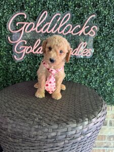 F1B Standard Goldendoodle Puppy “Jimmy Chew” 55-65 lbs Male 4