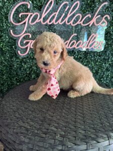 F1B Standard Goldendoodle Puppy “Jimmy Chew” 55-65 lbs Male 5
