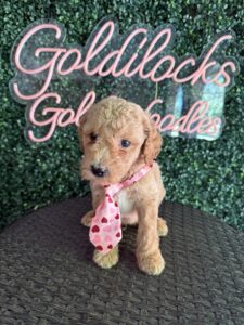 F1B Standard Goldendoodle Puppy “Jimmy Chew” 55-65 lbs Male 6