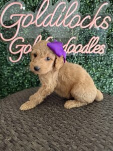 F1B Standard Goldendoodle Puppy “Karlie” 55-65 lbs Female Pup, Born on 9/22
