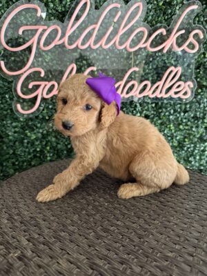 F1B Standard Goldendoodle Puppy “Karlie” 55-65 lbs Female Pup, Born on 9/22