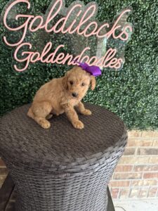 F1B Standard Goldendoodle Puppy “Karlie” 55-65 lbs Female Pup 2