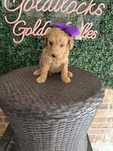 F1B Standard Goldendoodle Puppy “Karlie” 55-65 lbs Female Pup 3