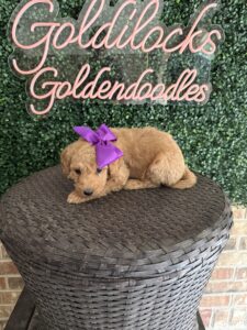 F1B Standard Goldendoodle Puppy “Karlie” 55-65 lbs Female Pup 4