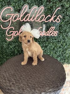 F1B Standard Goldendoodle Puppy “Sarah Beth” 55-65 lbs female Pups, Born on 9/22