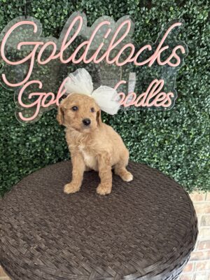 F1B Standard Goldendoodle Puppy “Sarah Beth” 55-65 lbs female Pups, Born on 9/22
