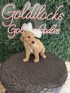F1B Standard Goldendoodle Puppy “Sarah Beth” 55-65 lbs female Pups 2