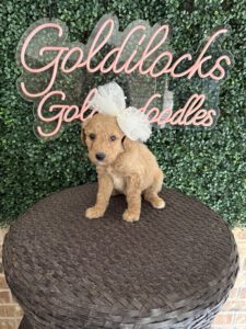 F1B Standard Goldendoodle Puppy “Sarah Beth” 55-65 lbs female Pups 3
