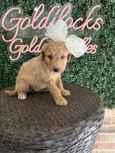 F1B Standard Goldendoodle Puppy “Sarah Beth” 55-65 lbs female Pups 4