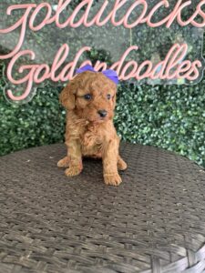 F1B Micro Goldendoodle Puppy “Purple P” 15-25 lbs Female Pups, Born on 10/1