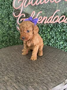 Goldendoodle Puppy “Purple P” 15-25 lbs Female Pups 2