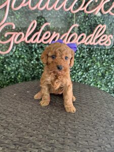 Goldendoodle Puppy “Purple P” 15-25 lbs Female Pups 3