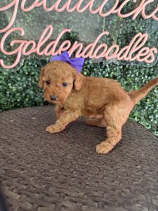 Goldendoodle Puppy “Purple P” 15-25 lbs Female Pups 4