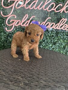 Goldendoodle Puppy “Purple P” 15-25 lbs Female Pups 5